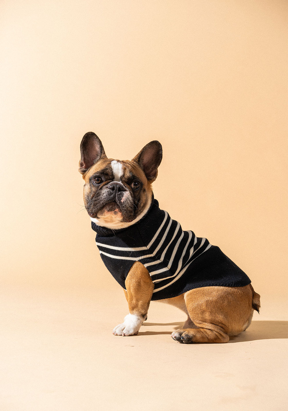 Accessoires pour chien